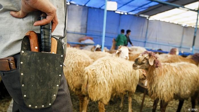 بيطري الشرقية: ذبح 1280 رأس ماشية خلال عيد الأضحى