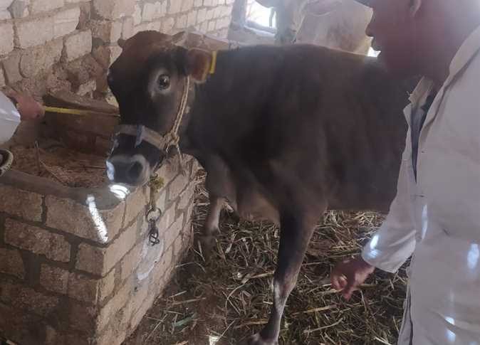 3 مارس.. إنطلاق الحملة القومية لتحصين الماشية ضد الحمى القلاعية في الوادي الجديد