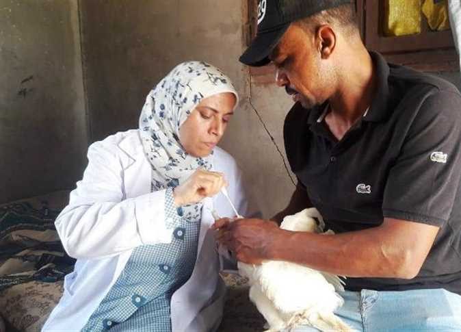 بيطري الشرقية: تحصين 236 ألف طائر ضد إنفلونزا الطيور والأمراض الوبائية
