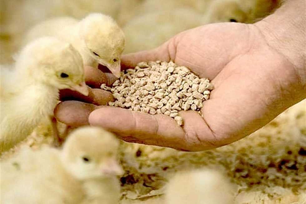 قائمة أسعار شركات أعلاف الدواجن فى الأسواق المصرية
