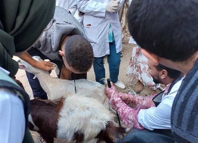 جامعة بنها تنظم قافلة بيطرية وتصرف أدوية علاجية لـ 6495 حالة من الدواجن