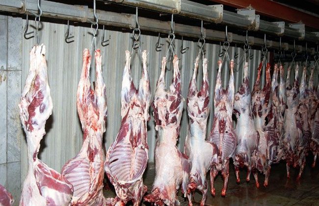 ندوة ارشادية حول دور الطبيب البيطري في المجازر