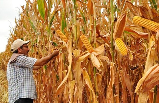 الزراعة التعاقدية: قريبا سنوفر بذور واعدة تعطى نسبة بروتين أعلى في الأعلاف