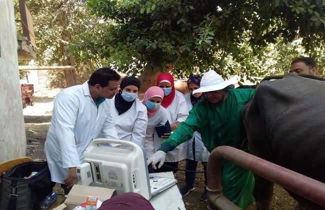 تحصين الماشية