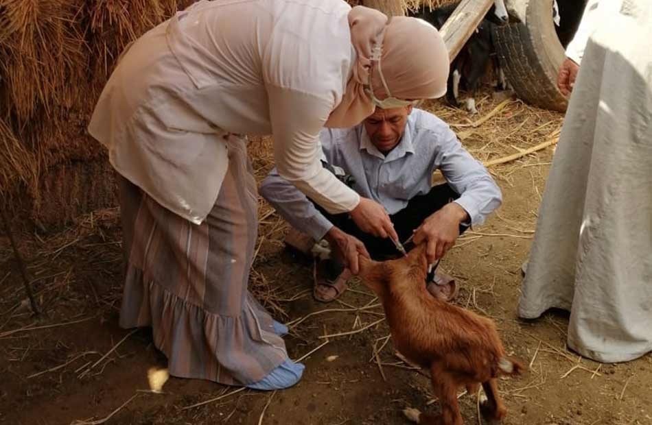 الأغنام والماعز