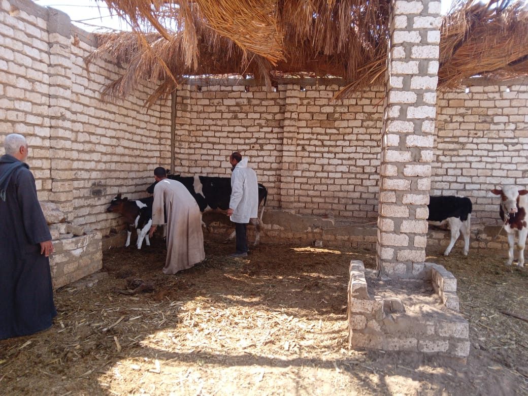بيطري بالشرقية: فحص وعلاج 97 رأس ماشية ضد الأمراض الباطنية
