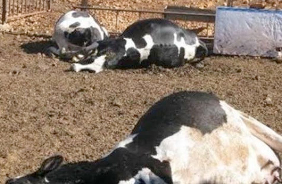 إثيوبيا.. نفوق 3 ملايين من الماشية بسبب الجفاف