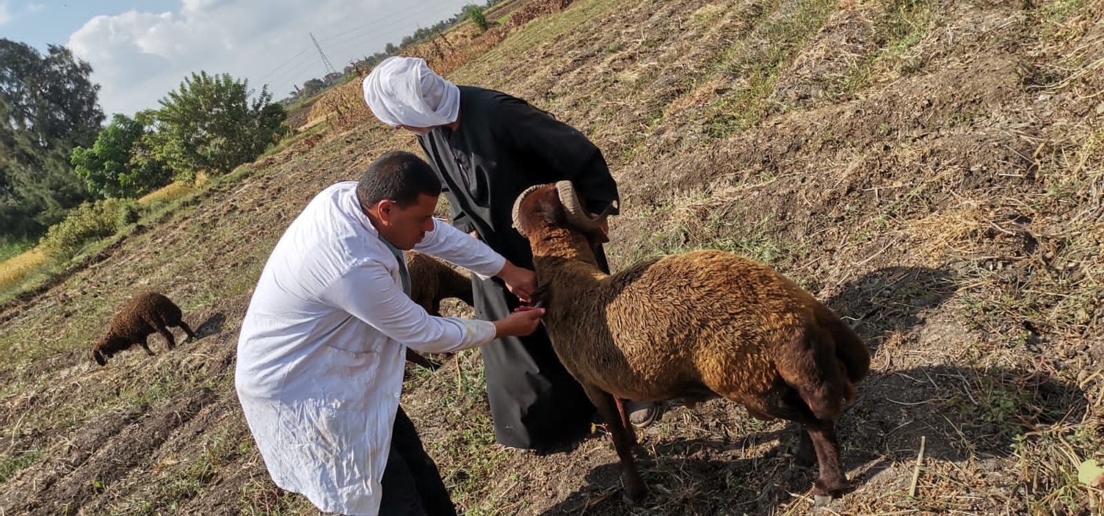 علاج وتحين 650 رأس ماشية بالبحيرة