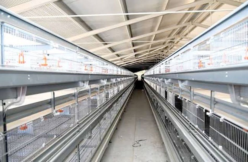 بطاقة إنتاجية 70 مليون بيضة سنويا.. محافظ الغربية يوجه بسرعة الانتهاء من محطة البيض فى طنطا
