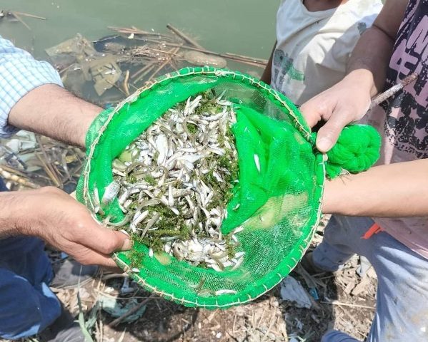 إلقاء 1500 وحدة زريعة أسماك بالبحر الفرعوني في المنوفية