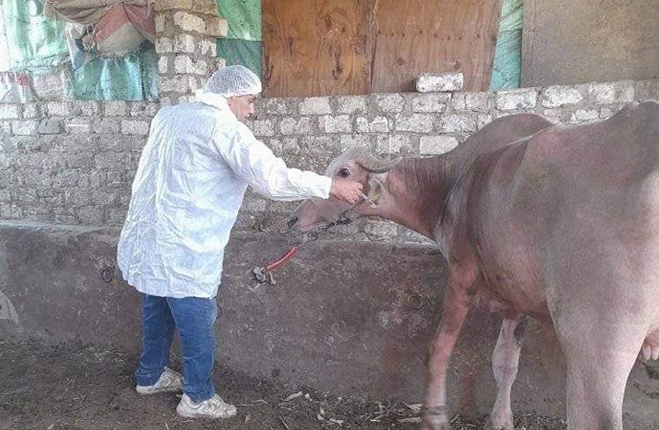 فحص 140 رأس ماشية في قافلة بيطرية إلى مركز أبو حمص بمحافظة البحيرة