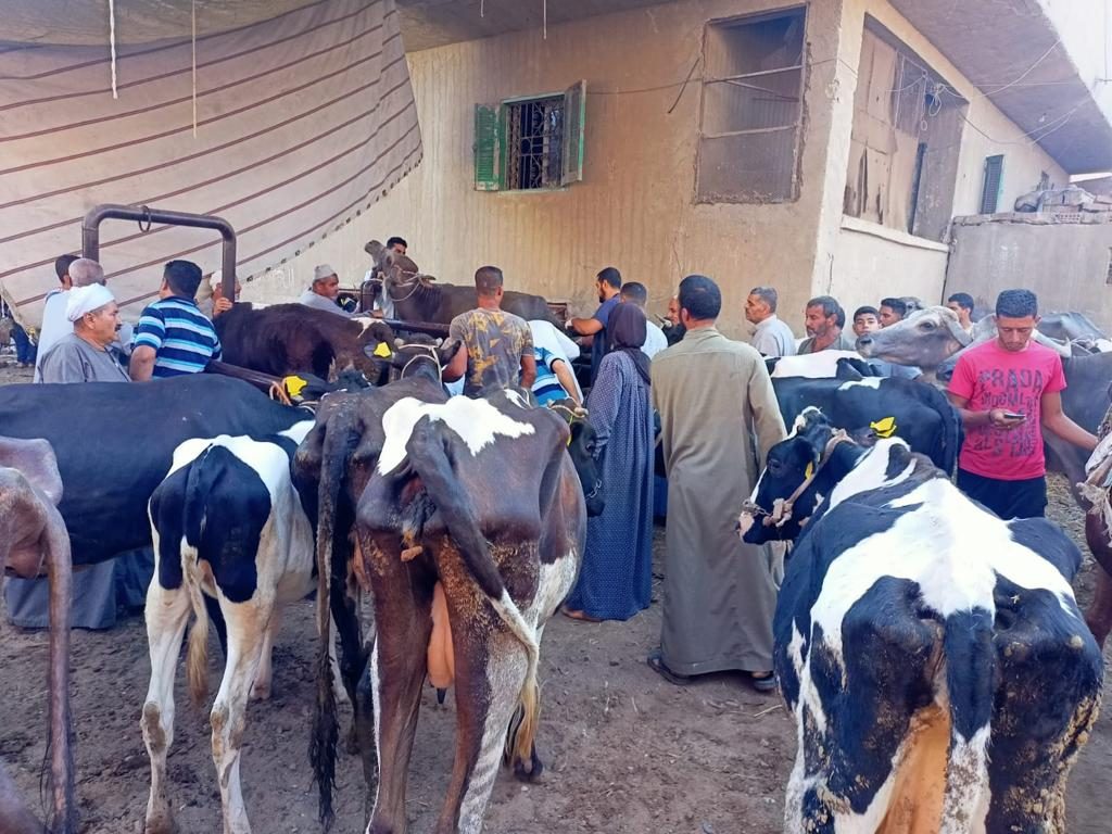 جامعة بنها تطلق قافلة بيطرية إلى قرية سنديون بقليوب