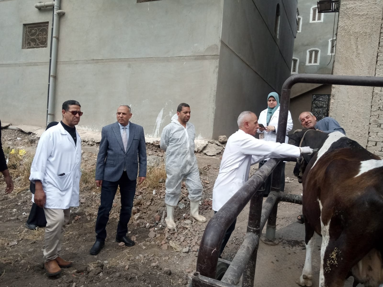 تحصين 220 ألف رأس ماشية لحماية الثروة الحيوانية في الغربية