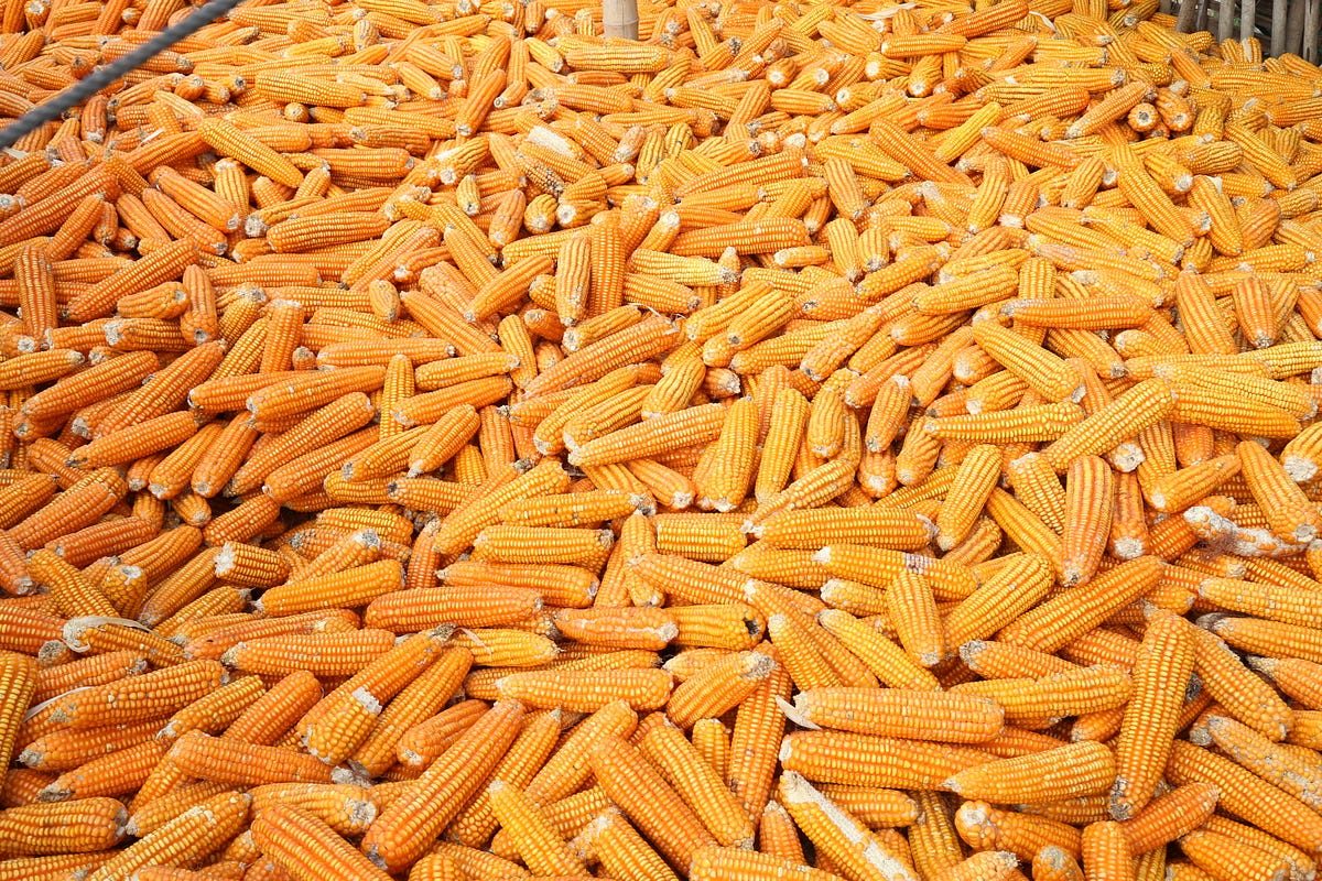 الاتحاد الأوروبي يخطط لزيادة صادرات الحبوب والبذور الزيتية إلى الصين