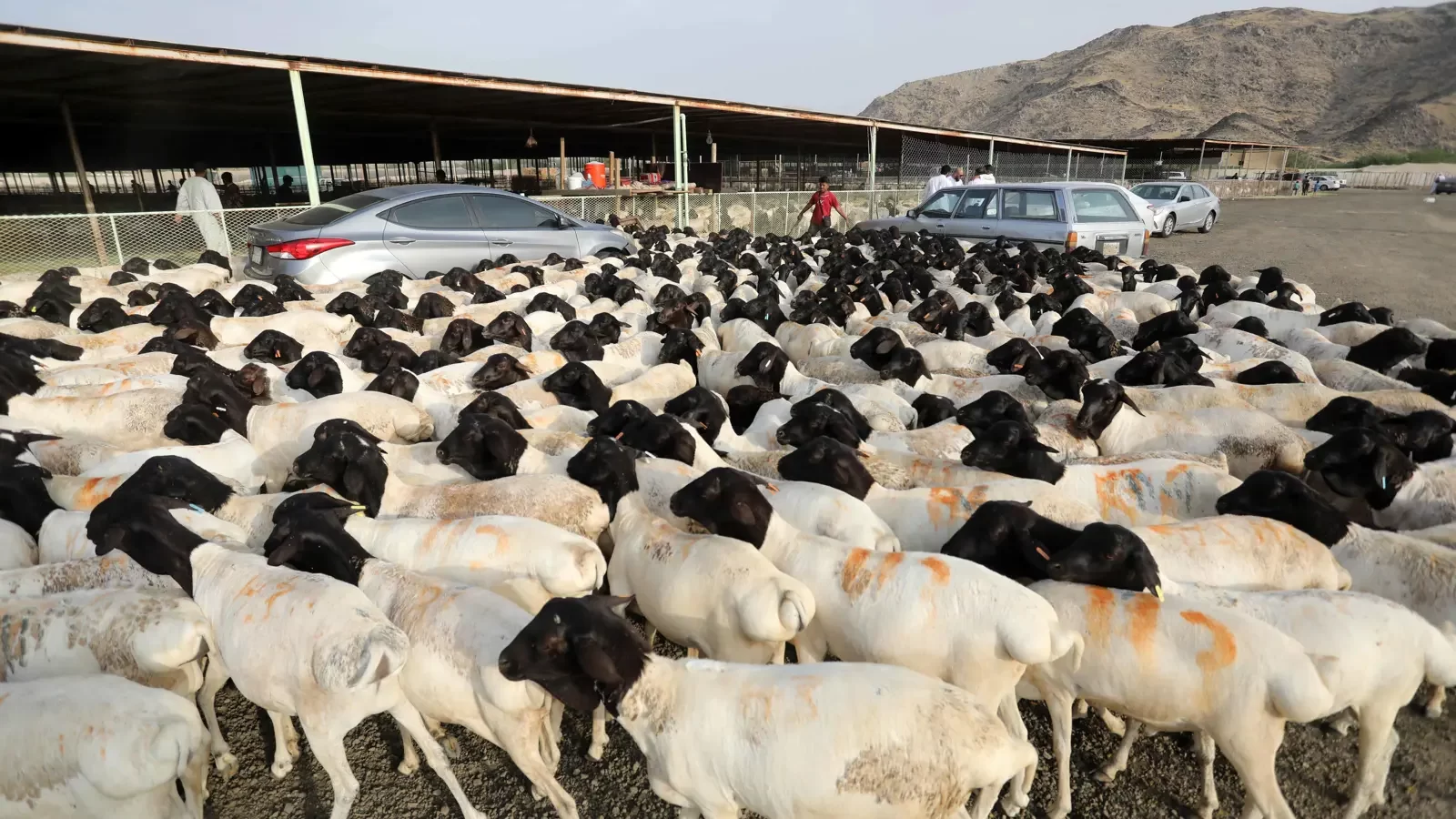 «نادك» السعودية تدشن مشروعاً لتربية المواشي بـ533 مليون دولار