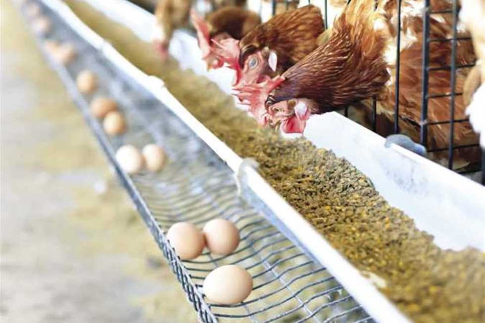 أسعار الدواجن