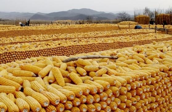 انخفاض طفيف بمخزونات الحبوب في روسيا خلال يناير