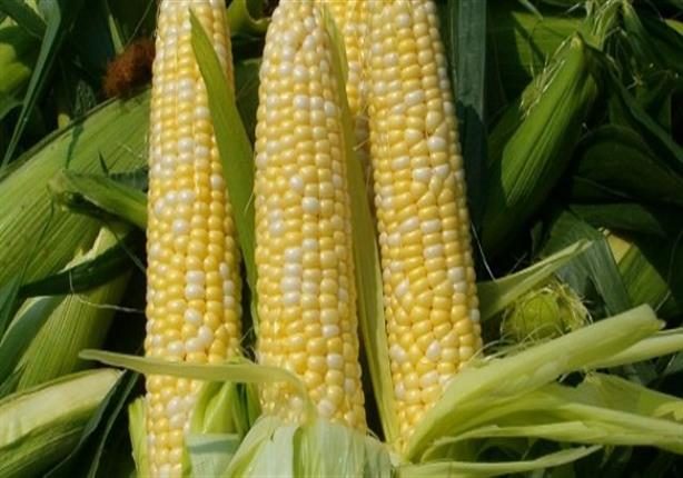 أسعار الذرة تواجه دعم قوي