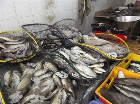 ضبط طن أسماك مخالفة وتحرير 3 محاضر ببالشرقية