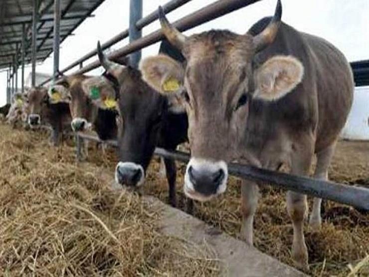 الثروة الحيوانية