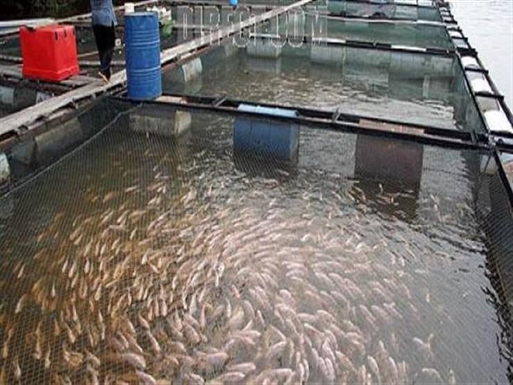 القومي لعلوم البحار: نسعى لإنتاج أعلاف بخامات محلية