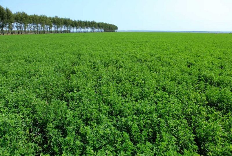 نقيب الفلاحين: "البرسيم" كلمة السر وراء قلة الطلب على الأعلاف المصنوعة