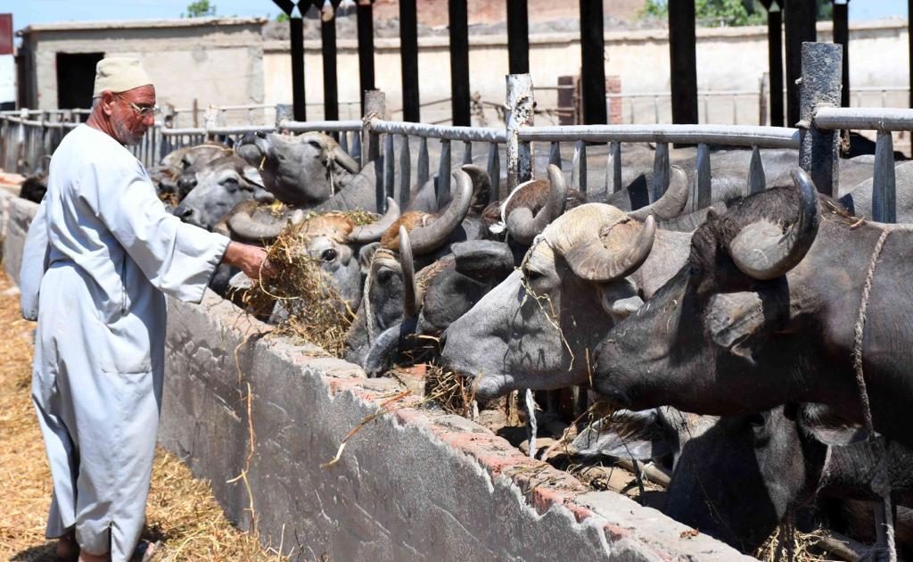 مشروع البتلو سعر الجاموس