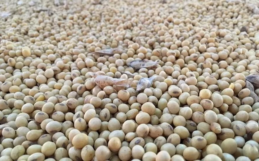 AgRural: زراعة فول الصويا في البرازيل تصل إلى 17٪ لموسم 2023/24