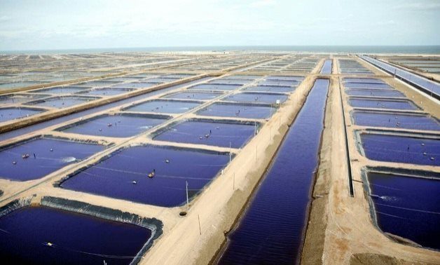 بعض الآثار السلبية لميكروب الفيبريو على الثروة السمكية والصحة العامة