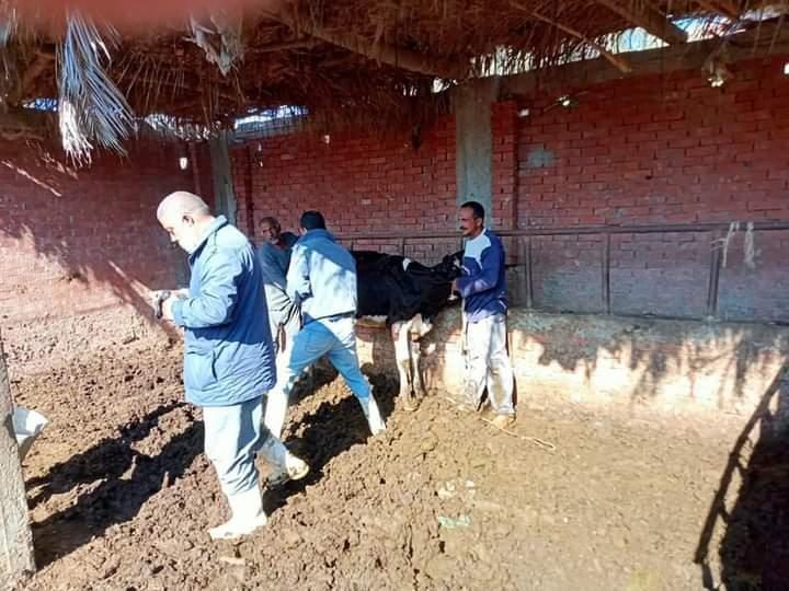 استمرار فعاليات الحملة القومية لتحصين الماشية في دمياط