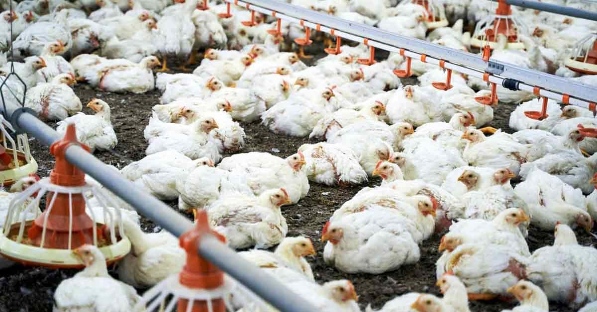 محمد عادل: أسعار الدواجن تواصل الهبوط وتكسر حاجز الـ80 جنيه في رمضان