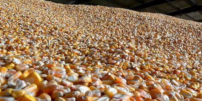 كوريا الجنوبية تطرح مناقصة دولية لشراء 140 ألف طن من الذرة