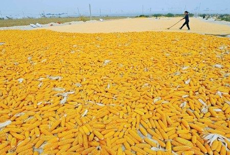 الصين تشتري 66000 طن من الذرة الأوكرانية