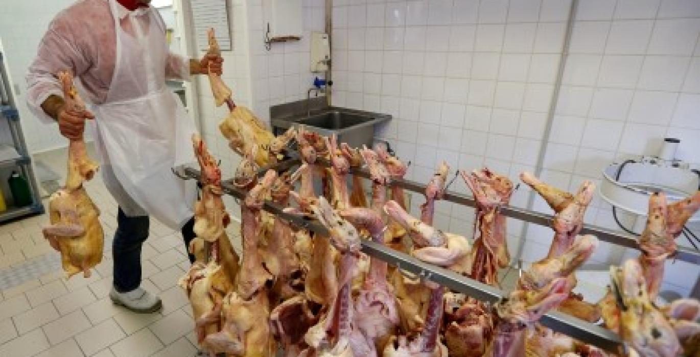 فرنسا تعلن تفشي أنفلونزا الطيور في مزرعة للديك الرومي وسط انتشار المرض بأوروبا