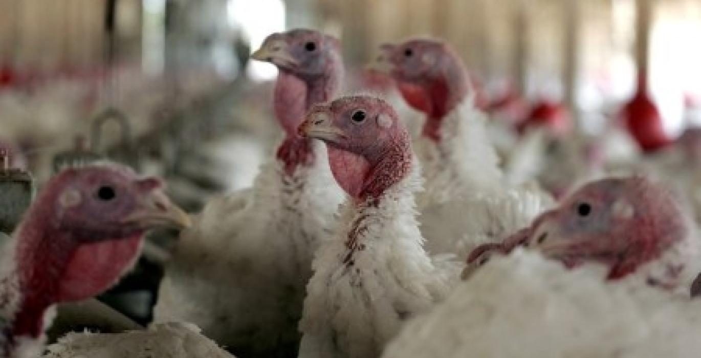 ملك العزومات يقترب من أسعار الدواجن البيضاء.. وكيلو لحم الرومي يسجل 100 جنيه