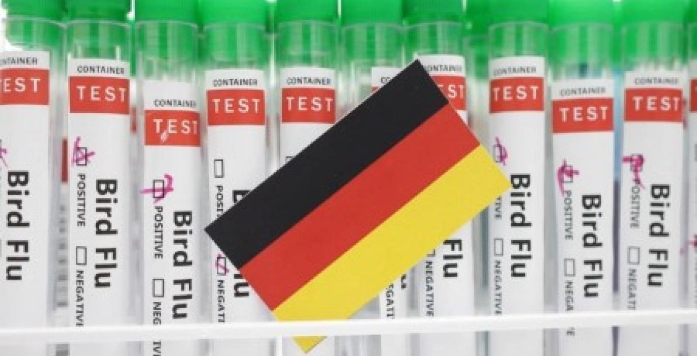 إعدام أكثر من 11 ألف ديك رومي بعد اكتشاف أنفلونزا الطيور في مزرعة ألمانية