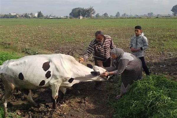 تحصين 166 ألف رأس ماشية ضد الجلد العقدي والجدري بالغربية