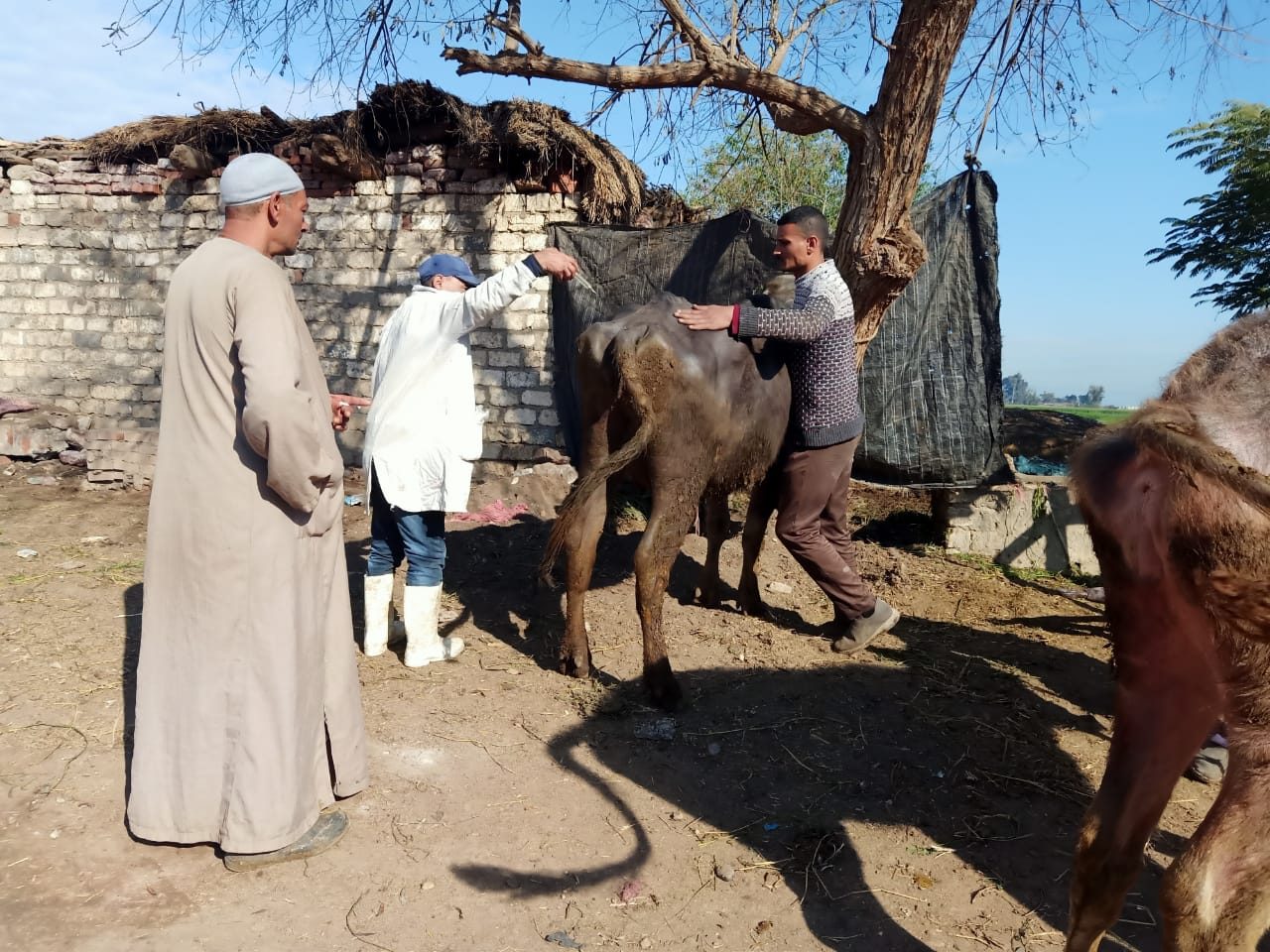 قافلة بيطرية بمدينة بسيون فى الغربية