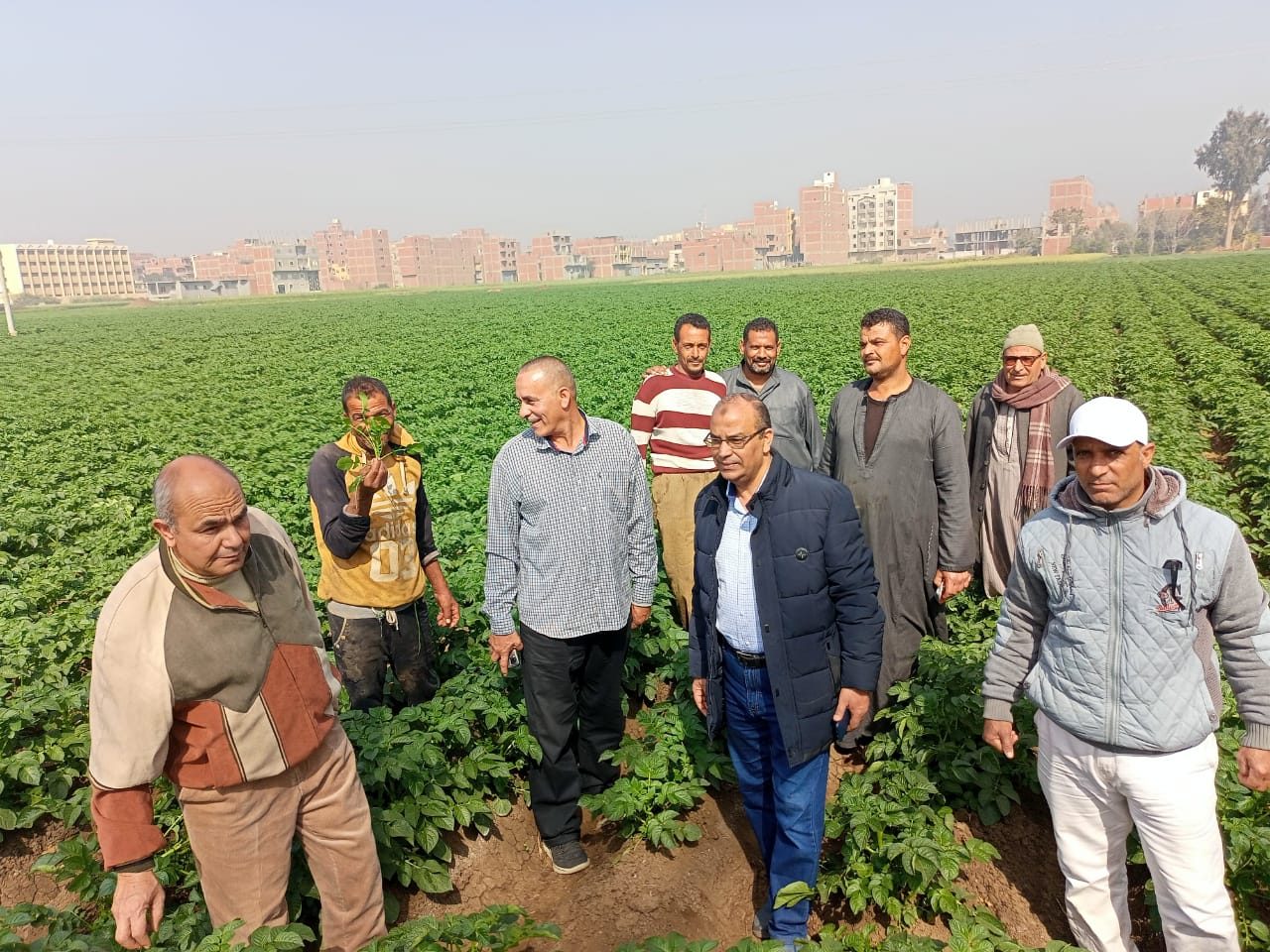 لجنة الزراعة تتابع القمح والزراعة التعاقدية في المنوفية