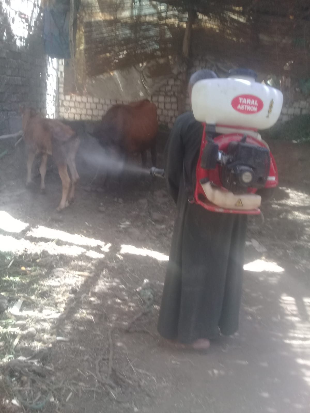 رش 980 رأس ماشية لمكافحة الطفيليات الخارجية خلال حملة بيطرية بالجيزة