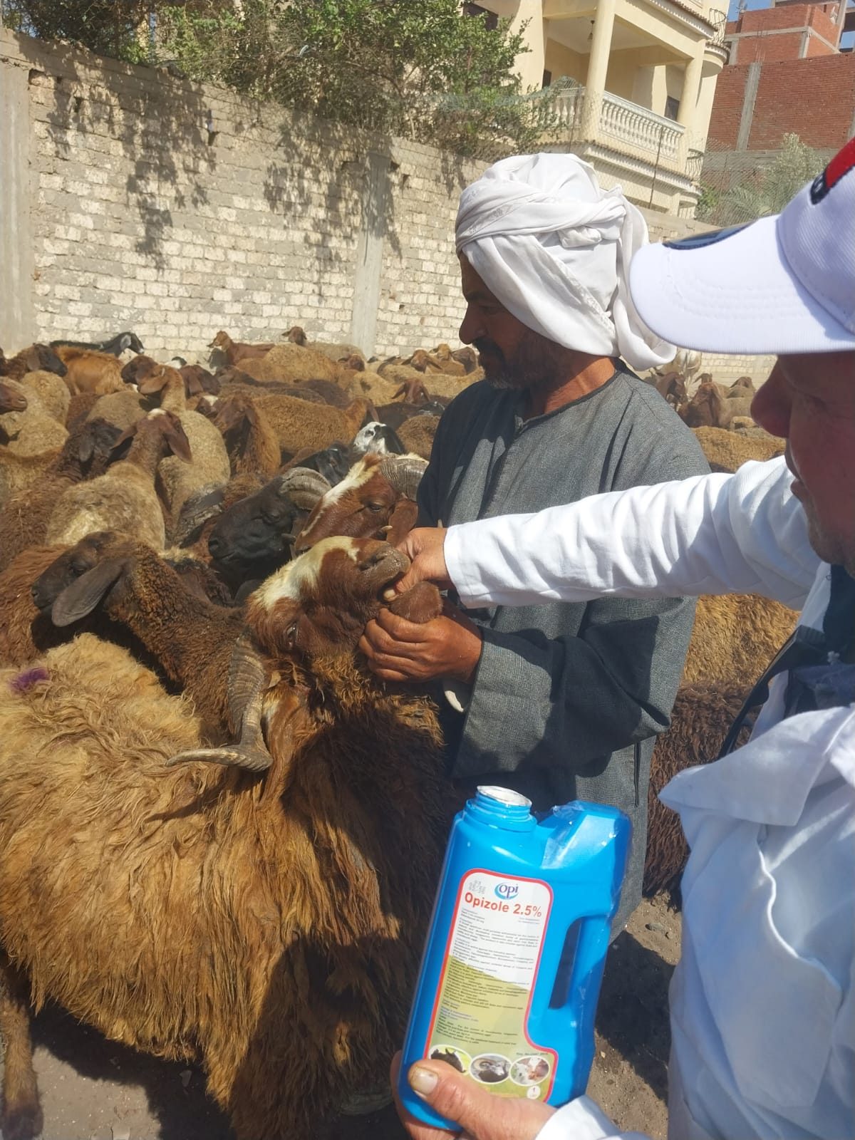 فحص وعلاج 2547 طائر ورأس ماشية خلال قافلة بيطرية في الغربية