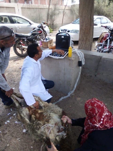 بيطري الشرقية يجري المسح التناسلي الشامل لـ4 آلاف و752 رأس ماشية