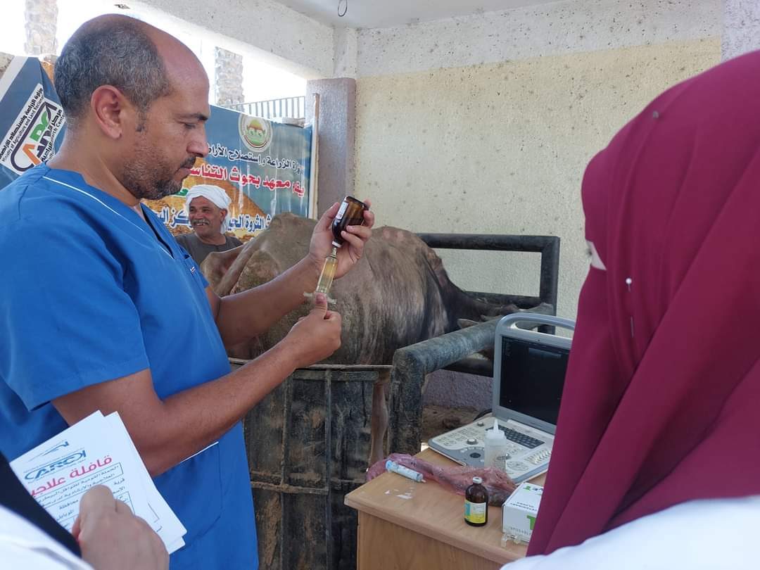 علاج وفحص نحو 3800 رأس ماشية لصغار المربين خلال قافلة بيطرية مجانية بالقليوبية