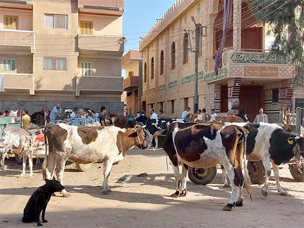 بيطري الغربية: تقديم الخدمات البيطرية لـ3156 طائرًا وحيوانًا خلال قافلة في مركز "قطور"