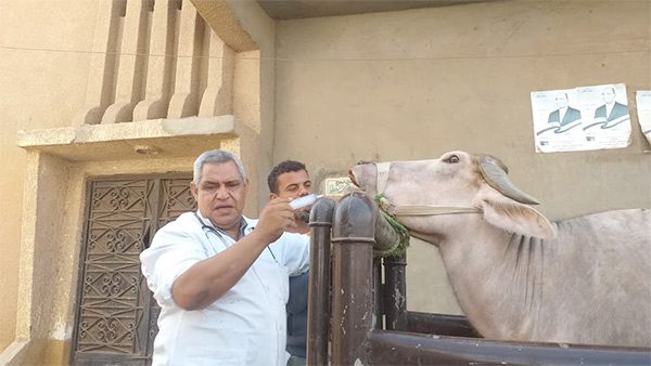 بيطري الغربية: فحص 4345 طائرا وحيوانا خلال قوافل بيطرية