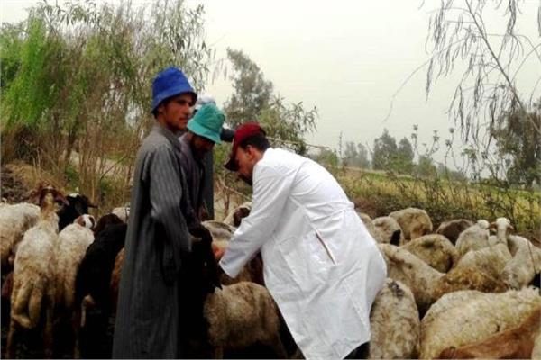 «بيطري الإسماعيلية» ينظم قافلة لعلاج الماشية والدواجن في الكيلو 19