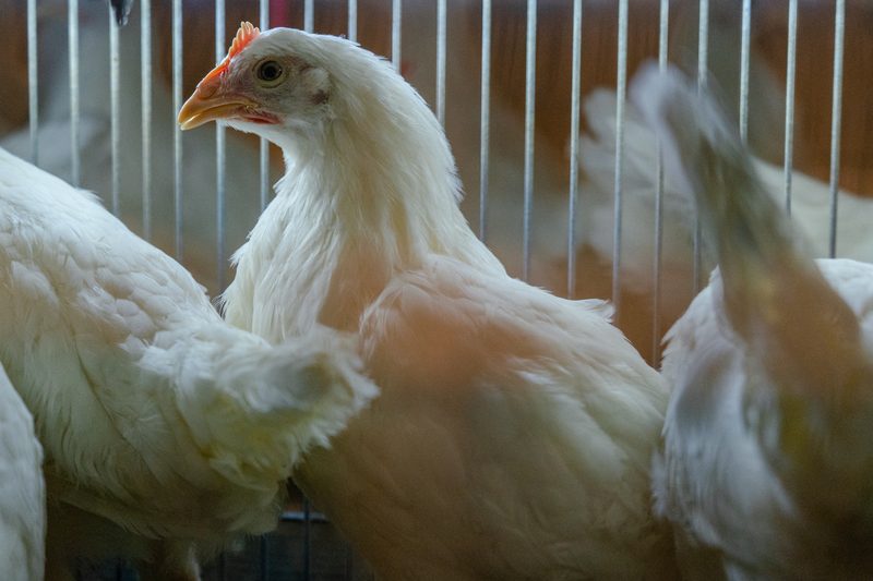 عبد المغيث: تراجع حاد في المعروض من الدواجن و3 أشهر لرجوع الوضع الطبيعي