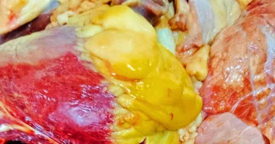 إعدام لحوم بقرى مصابة بمرض الصفراء فى مجزر باريس بالوادي الجديد