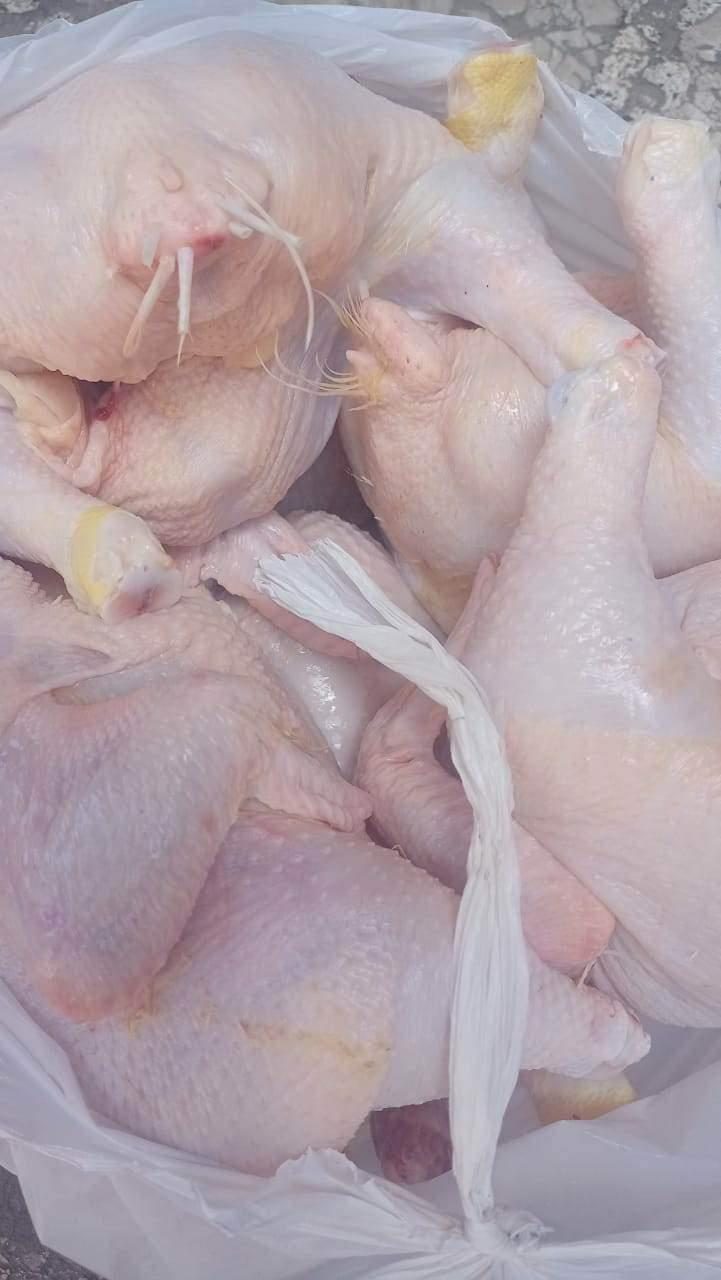 مصادرة دواجن محقونة بالمياه لزيادة وزنها في بورسعيد