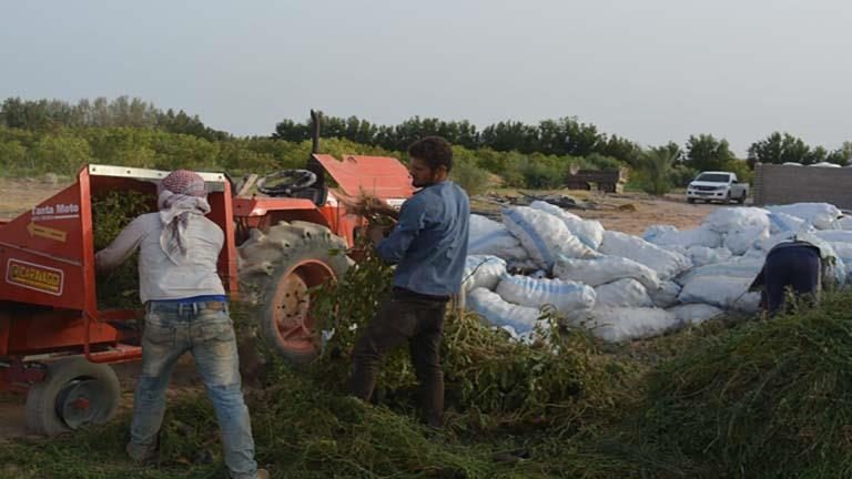 تصنيع 150 طن أعلاف من مخلفات الخضروات والمزارع بجنوب سيناء